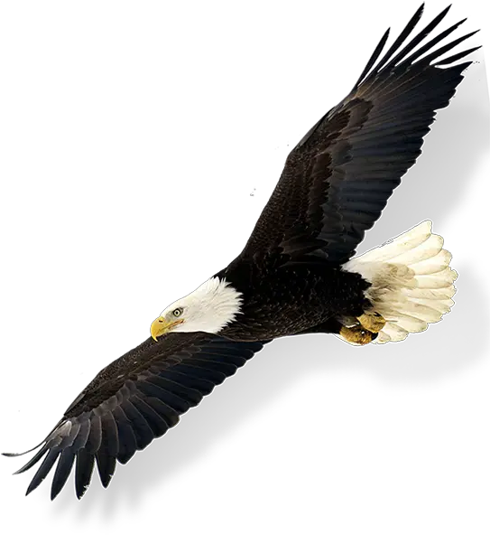  Bald Eagleinflying Yellow Point Lodge Bald Eagle Png Eagle Flying Png