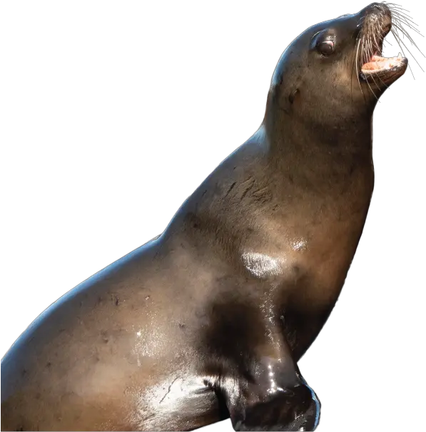  Sea Lions In San Francisco Sea Lion Transparent Png Sea Lion Png