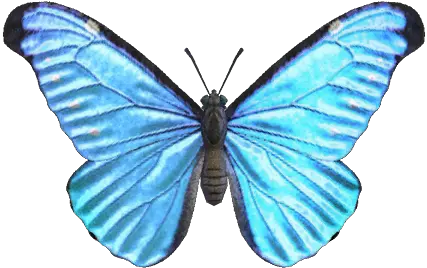  Emperor Butterfly Nookipedia The Animal Crossing Wiki Animal Crossing Butterfly Png Real Butterfly Png