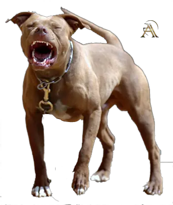  Share This Image Pit Bull Psd Png Pit Bull Png