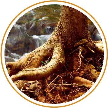  Grow Tree Care Arboriculture Services Comox Valley Bc Soil Png Tree Root Png