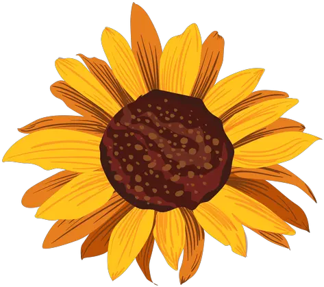  Sunflower Head Drawing Transparent Png U0026 Svg Vector File Good Morning Your Little Ray Of Sarcastic Sunshine Sunflower Transparent Background