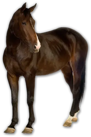  Horse Png Image With Transparent Background Horses Essential Oils For Skunk Smell Horses Png