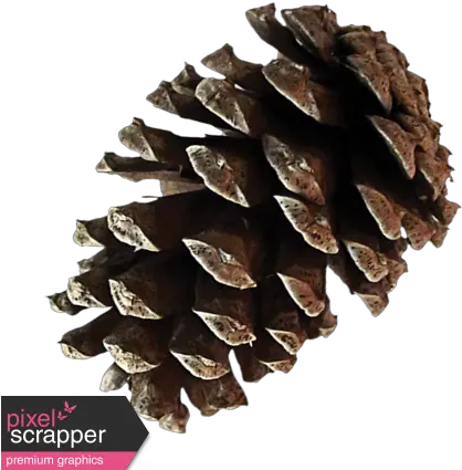  Itu0027s Christmas Pinecone Graphic By Sheila Reid Pixel Conifer Cone Png Pine Cone Png