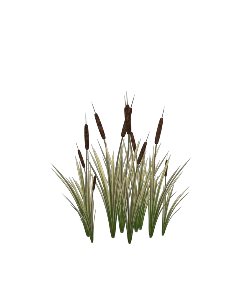  Plant Cattail Transparent Cattail Clipart Png Cat Tail Png