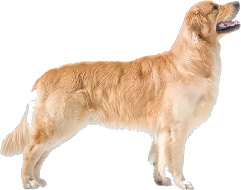  Golden Retriever Transparent Background Png Arts Golden Retriever Dog Side View Dog Transparent Background