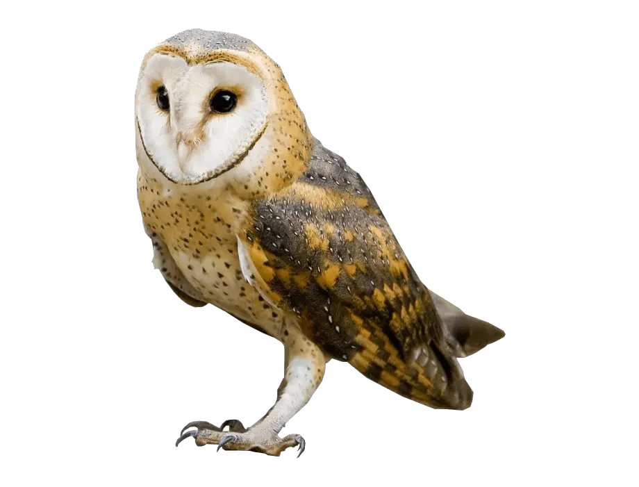  Barn Owl No Background Image Barn Owl Transparent Png Images With Transparent Background