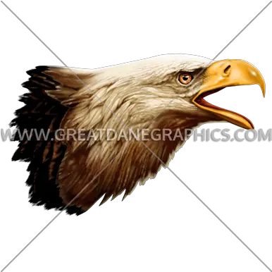  Side View Eagle Head Eagle Side View Png Eagle Head Png