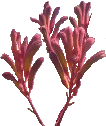  Kangaroo Paw Png 3 Image Kangaroo Paw Flower Png Kangaroo Transparent Background