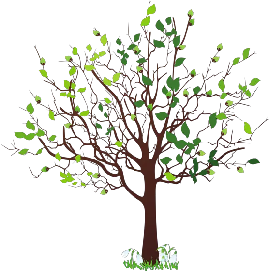  Spring Tree With Snowdrops Png Clipart Picture Spring Tree Clipart Palm Tree Outline Png