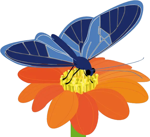  Library Of Butterfly Butterfly On A Flower Clip Art Blue Butterflies Png