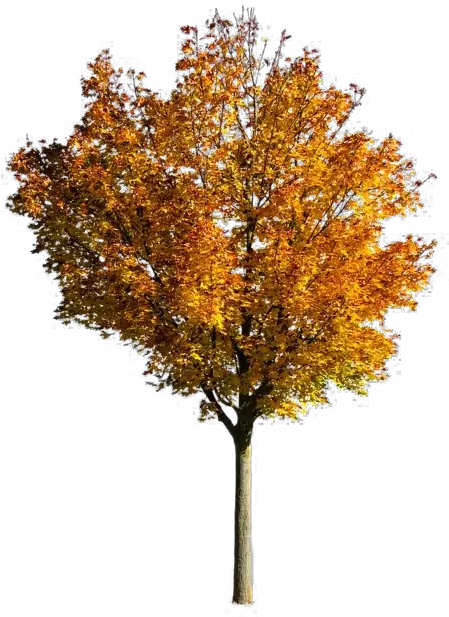  Fall Tree Png Photos Mart Transparent Fall Tree Png Trees Background Png