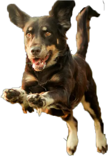  Dog Puppy Runs Running Puppy Png Download 1024683 Dog Running Png Running Transparent