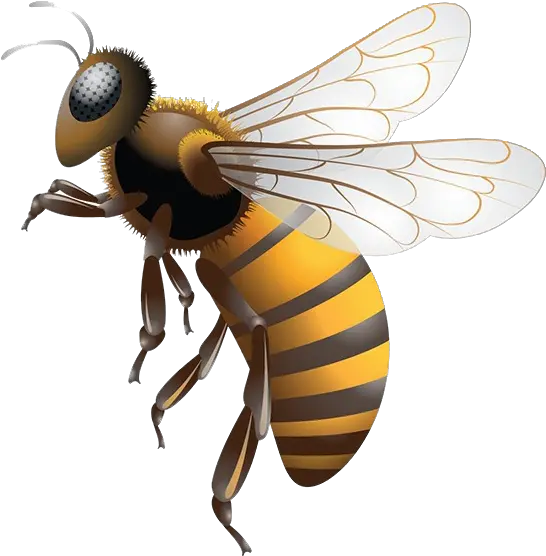  Bee Png Transparent Background Stingless Bee Honey Png Bee Transparent Background