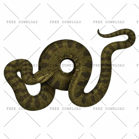  Anaconda Png Image With Transparent Background Photo 9 Portable Network Graphics Snake Transparent Background