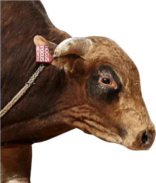  Pbr Bull Hocus Pocus Working Animal Png Hocus Pocus Png