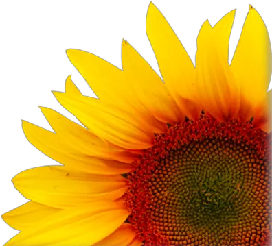  Download Free Png Background Sunflowertransparent Dlpngcom Creative Sunflower Transparent Png Sunflowers Transparent