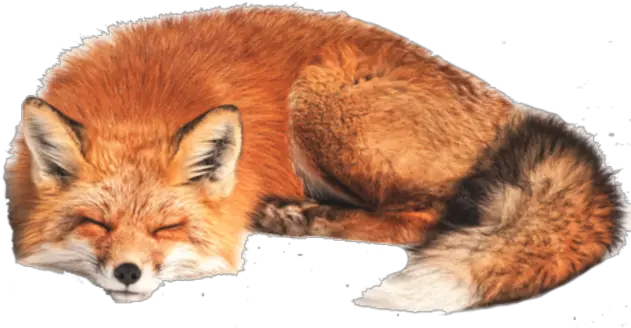  Tags Fox Png Free Png Images Starpng Sleeping Fox White Background Fox Cute Tumblr Icon