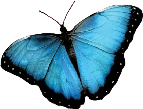  In Summeren Verano U2014 Blue Manatee Press Clear Background Blue Butterfly Transparent Png Manatee Icon