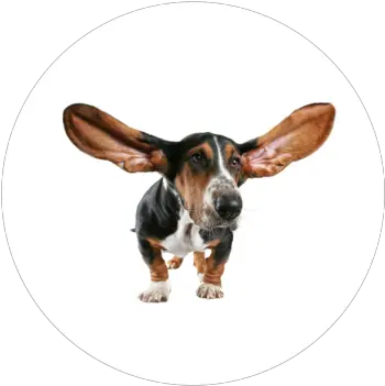  Download Hd Ear Cleaning Dog Ear Png Dog Ears Png