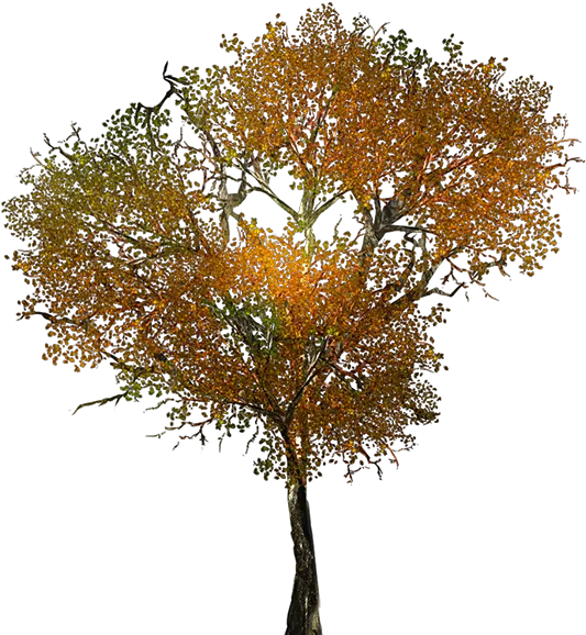  Large Leafy Branches For Tree Models Arboles Otoño Png Fall Tree Png