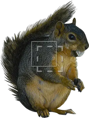  Brown Squirrel Immediate Entourage Squirrel Render Png Squirrel Png