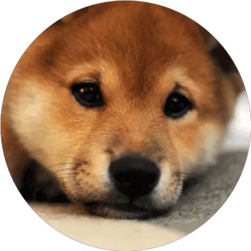  Doge Sticker Pack For Telegram Telegramguides Shiba Inu Puppy Png Doge Face Png