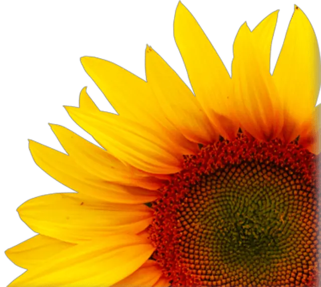  Png Background Creative Sunflower Transparent Png Sunflower Transparent Background