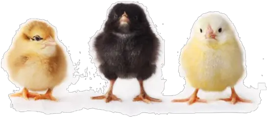  Baby Chick Png 4 Image Baby Chick Transparent Background Baby Chicks Png