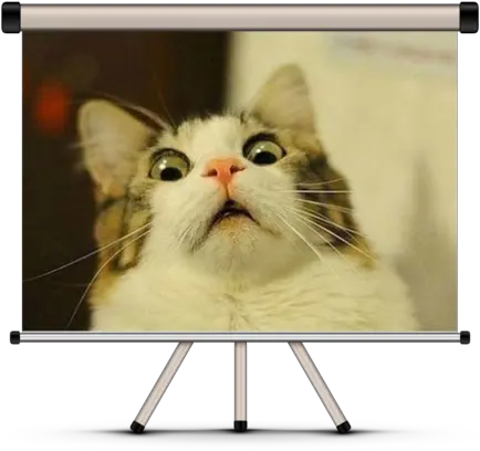  Best Cat Contest Surprised Cat Meme Png Funny Cat Png