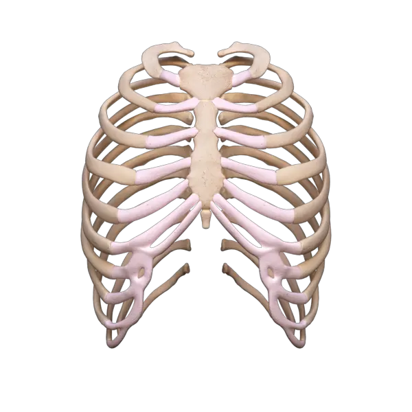  Download Rib Cage Rib Cage Png Cage Transparent Background