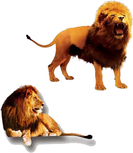  The Lion King Png Transparent Images All Lion And Lioness Lion Clipart Png