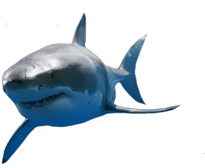  Great White Shark Png 4 Image Great White Shark Png Shark Transparent Background