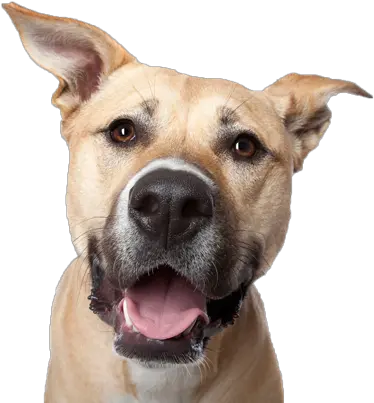  Dog Face Photography Dog Head Png Dog Head Png