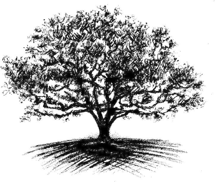  Oak Tree Drawing Big Oak Tree Drawing Full Size Png Oak Tree Drawing Transparent Oak Leaf Icon Line