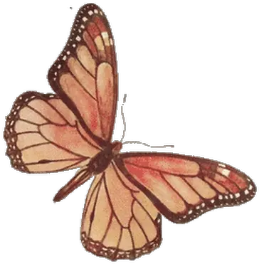  Butterflies Transparent Png Images Transparent Brown Butterfly Png Real Butterfly Png