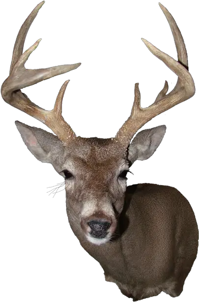  Elk White Deer Mount Png Deer Head Png