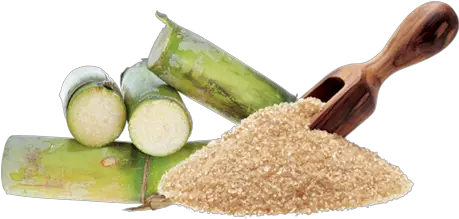  Thai Sugar Output Seen Down 7 In 20192020 Raw Cane Sugar Png Sugar Cane Png