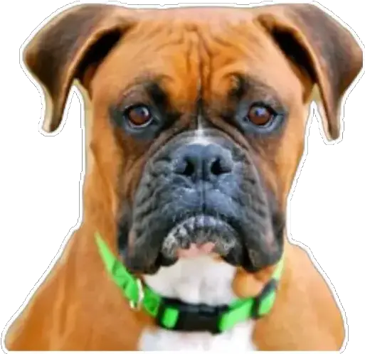  Boxer Stickers Live Wa Stickers Png Boxer Dog Icon