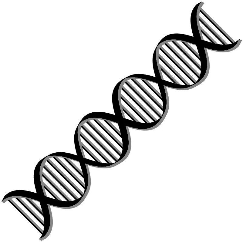  Download Free Png Dna Dlpngcom Double Helix Dna White Background Dna Png