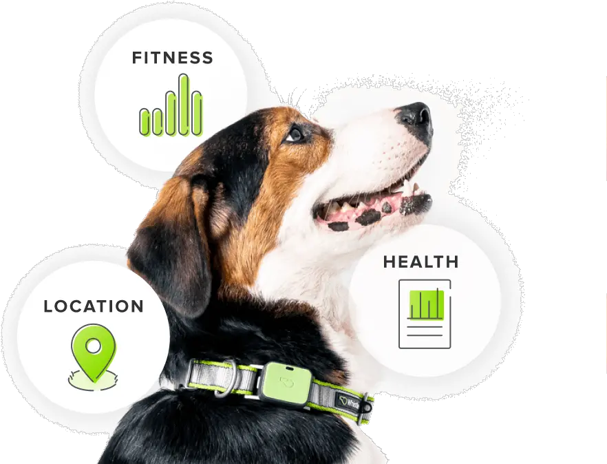  Whistle Gps Pet Tracker And Activity Monitor For Pets Whistle Go Explore Dog Gps Tracker Png 7 Days To Die Png