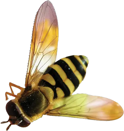  Bee Transparent Background Free Png Bee Png Transparent Bee Transparent Background