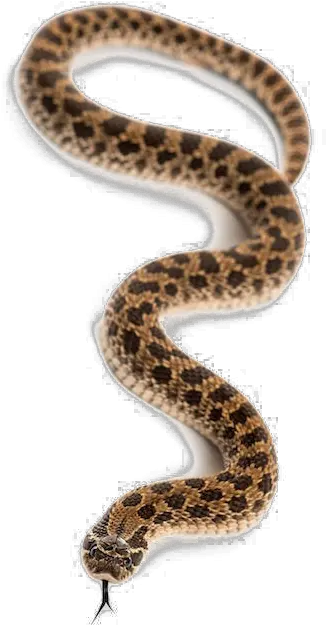  Snake Transparent Images Animal Snake Png Snake Transparent Background