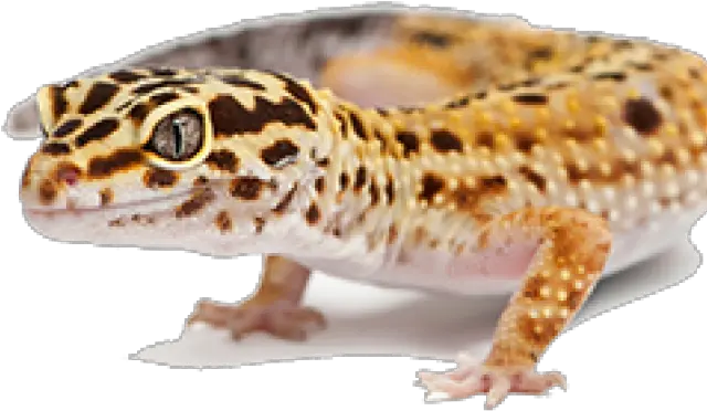  Leopard Gecko Clipart Transparent Leopard Gecko Png Leopard Gecko Png