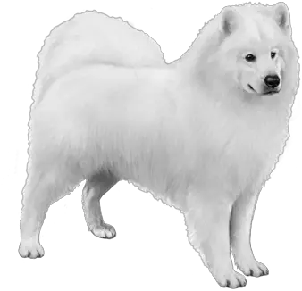  Download Free Png Background Samoyeddogtransparent Dlpngcom Samoyed Transparent Background Dog Transparent Background