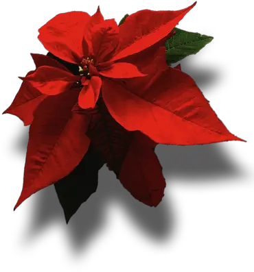  Index Of Images Poinsettia Png Poinsettia Icon Png