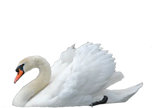  Transparent Background Images U2013 Gameznet Royalty Free Stock Swan Png Bird Transparent Background