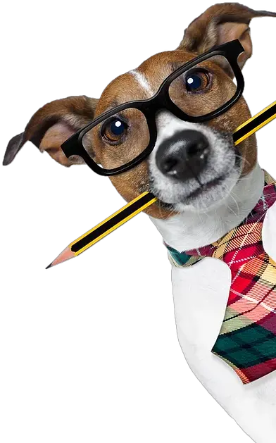  Best In Show Professional Dog Groomers Cannock Dog With Pencil In Mouth Png Dogs Transparent Background