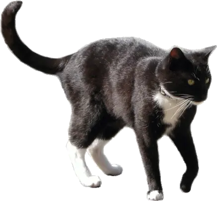  Cat Transparent Background Cute 2017 Black And White Cat Transparent Background Png Cat Transparent Background