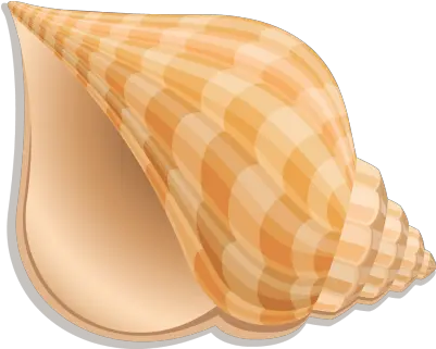  Seashell Shell Conch Transparent U0026 Png Clipart Free Download Clip Art Sea Shell Sea Shell Png